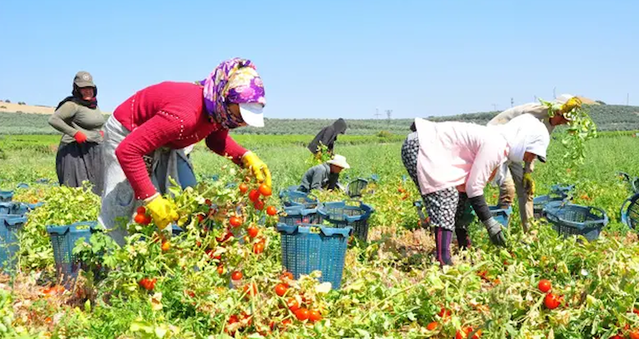 Tüm Türkiye’yi ilgilendiren hasat başladı: Kilosu 3,5 lira
